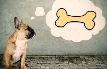 What Do Dogs Think About? What Do Dogs Think About