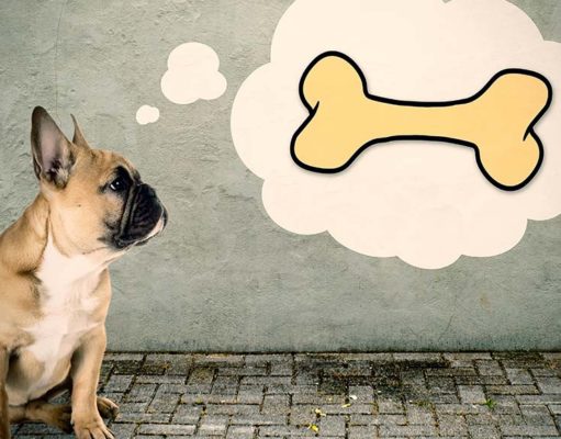 What Do Dogs Think About? What Do Dogs Think About