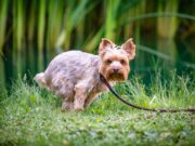 What to Do If Your Dog Is Constipated What to Do If Your Dog Is Constipated