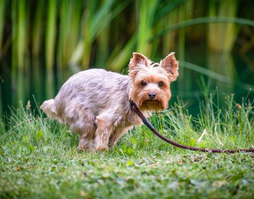 What to Do If Your Dog Is Constipated What to Do If Your Dog Is Constipated