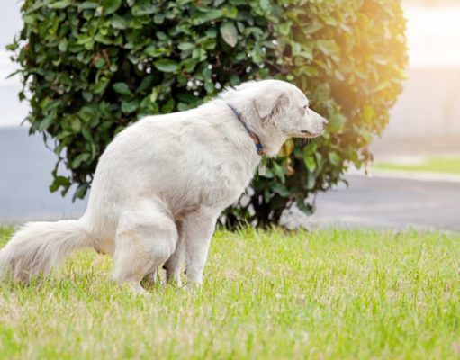 5 Home Remedies for Dog Constipation home remedy for dog constipation