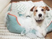 10 Ways to Stop Your Dog from Chewing Bed Puppy Chewing Bed
