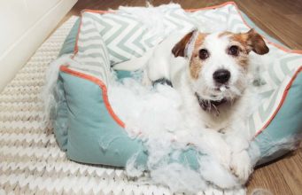 10 Ways to Stop Your Dog from Chewing Bed Puppy Chewing Bed