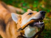 8 Items Dogs Choke On Most Often 8 Items Dogs Choke On Most Often