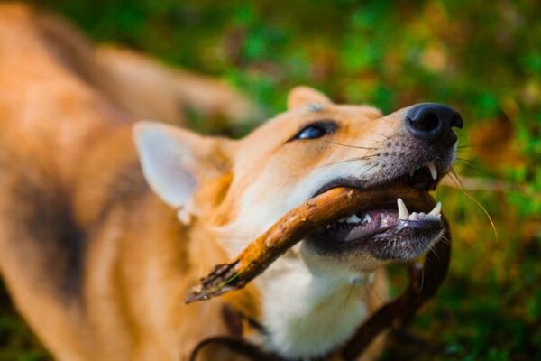 Image showcasing 8 Items Dogs Choke On Most Often – Top Dog Tips