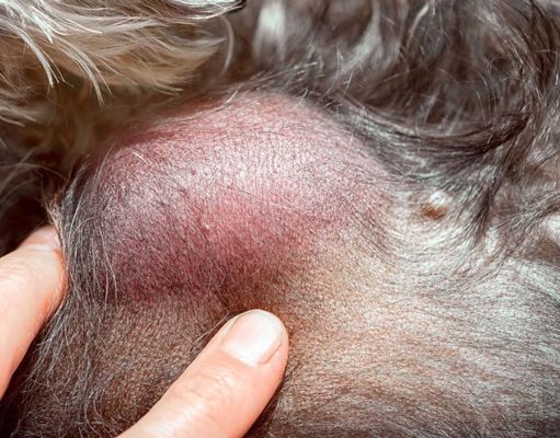 Sarcoma in Dogs: A Science-Based Guide A Science-based Guide to Sarcoma in Dogs