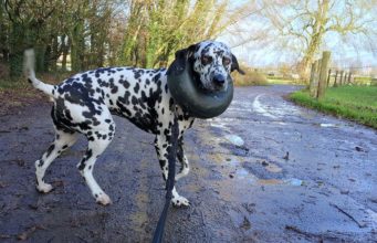 8 Best Inflatable Dog Collars Best Inflatable Dog Collars