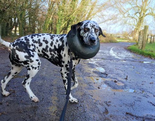 8 Best Inflatable Dog Collars Best Inflatable Dog Collars