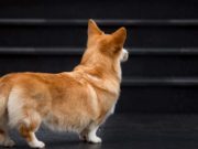 What You Should Do If Your Dog Keeps Falling Down the Stairs Dog Falling Down the Stairs - Why and What to Do