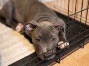 Dog Whining in Crate: 5 Reasons Why and What to Do Dog Whining In Crate - 5 Reasons Why and What to Do