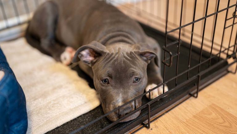 Dog Whining In Crate 5 Reasons Why And What To Photo Inspiration