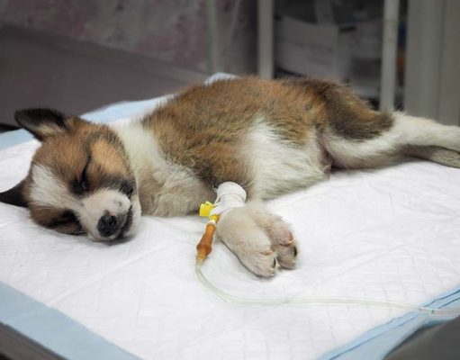 Hepatitis in Dogs: A Science-based Guide Hepatitis in Dogs - Science Based Guide