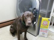 DIY Homemade Laundry Detergent Safe for Dogs dog and washing machine