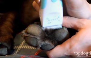 How to Remove Hair from Dog Paws How to Remove Hair from Dog Paws Easily