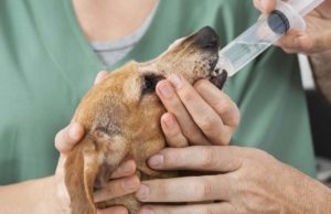 Home Remedies for Worms in Dogs Natural Home Remedies for Worms in Dogs