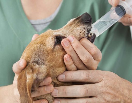 Home Remedies for Worms in Dogs Natural Home Remedies for Worms in Dogs