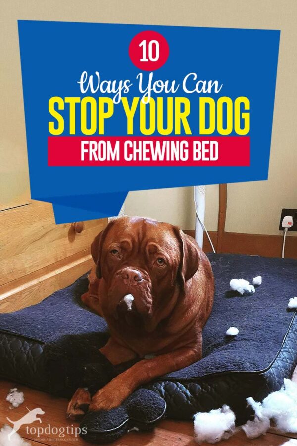 10 Tips on How to Stop Dog from Chewing Bed