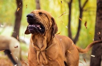 Thorax Problems in Dogs: Causes, Signs, Diagnosis Thorax Problems in Dogs