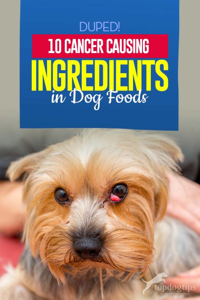 Curated visual reference: Gallery Detail: 10 Cancer Causing Foods For Dogs That You Should Avoid