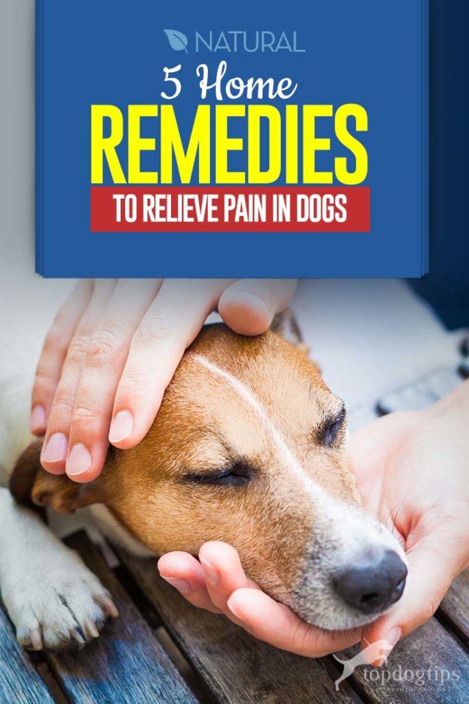 5 Dog Pain Relief Home Remedies (AllNatural and Safe for Longterm)