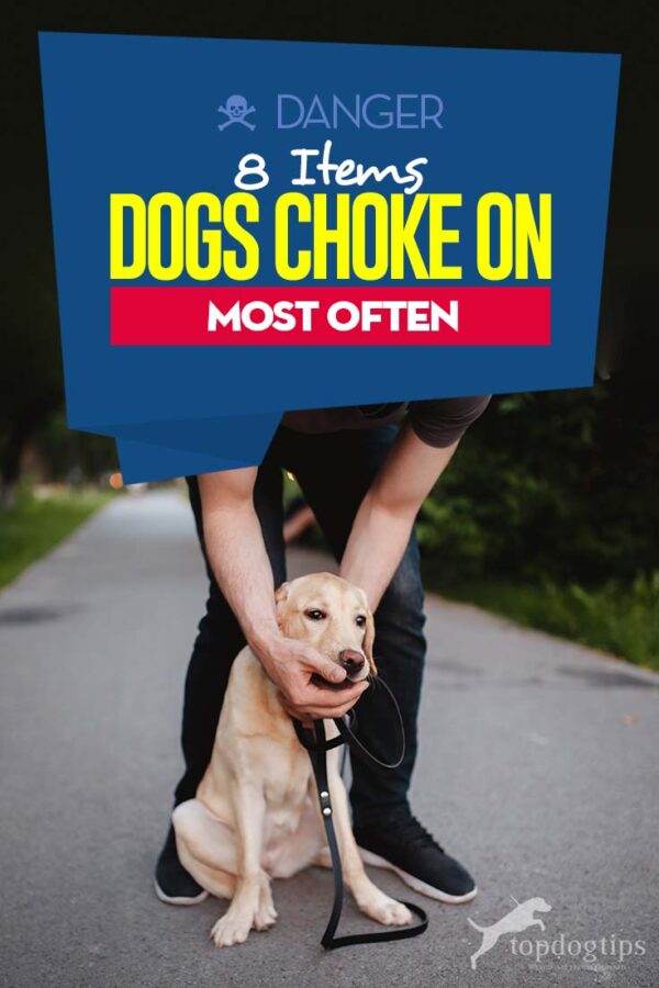 Image showcasing 8 Items Dogs Choke On Most Often – Top Dog Tips