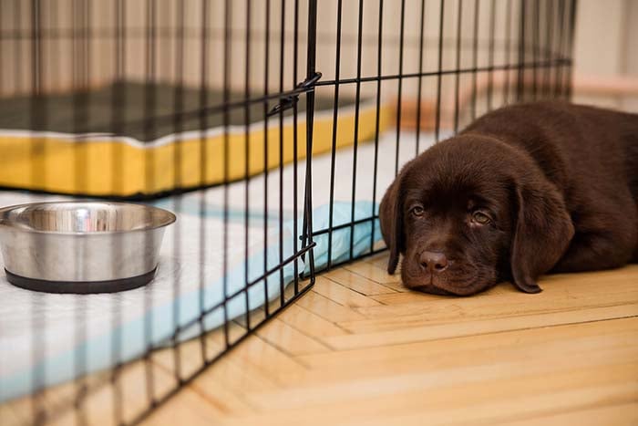 Dog whining in clearance kennel