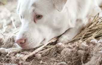 Why Add Garlic to Homemade Dog Food Recipes Why Use Garlic in Homemade Dog Food Recipes