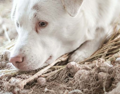 Why Add Garlic to Homemade Dog Food Recipes Why Use Garlic in Homemade Dog Food Recipes