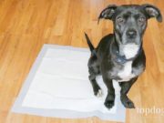 How to Potty Train a Puppy on Pads how to potty train a puppy on pads