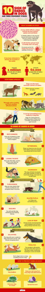 10 Signs of Rabies in Dogs and Their Three Prominent Stages