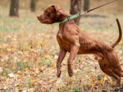 6 Dangers of Dogs Pulling on Leash (And What You Must Do) 6 Dangers of Dogs Pulling on Leash (And What to Do)