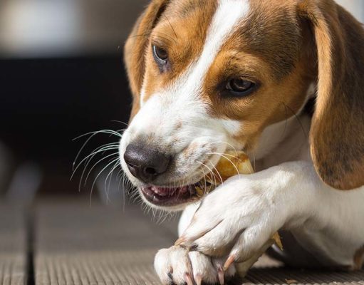 Chews Wisely: Dangers of Chew Toys and How to Prevent Them Chews Wisely - Dangers of Chew Toys and How to Prevent Them