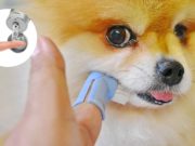 Dental Gels for Dogs: What Are They and How to Use Them Dental Gels for Dogs - What Are They and How to Use Them