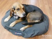Review: DogSheetz Waterproof Dog Bed Cover DogSheetz Waterproof Dog Bed Cover