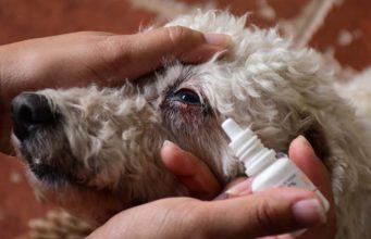 Dry Eyes in Dogs: Causes, Symptoms and Treatment Dry Eyes in Dogs - Science-based Guide