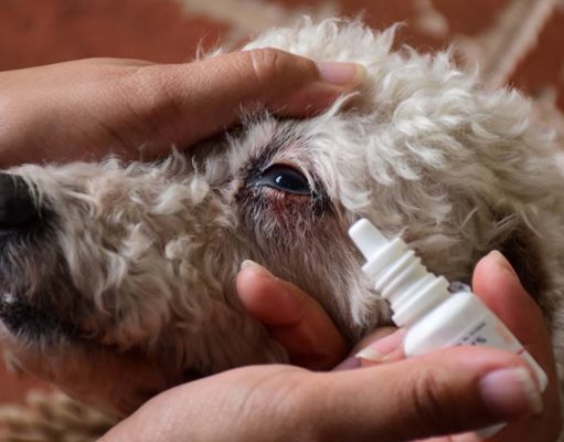 Dry Eyes in Dogs: Causes, Symptoms and Treatment Dry Eyes in Dogs - Science-based Guide