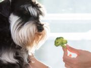 How Do I Firm Up My Dog’s Stool? How Do I Firm Up My Dog's Stool