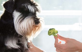How Do I Firm Up My Dog’s Stool? How Do I Firm Up My Dog's Stool