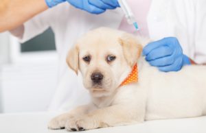 How Many Shots Do Puppies Need?