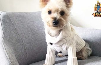TOP #110: How to Find High Quality Dog Clothes? How to Find High Quality Dog Clothes ft Ivy Higa