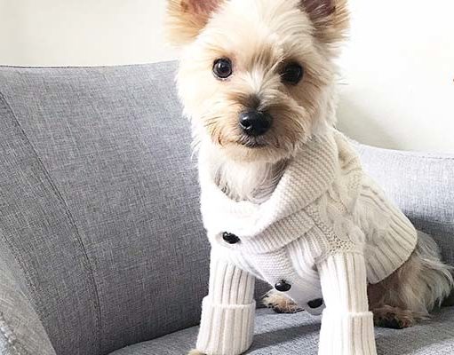 TOP #110: How to Find High Quality Dog Clothes? How to Find High Quality Dog Clothes ft Ivy Higa