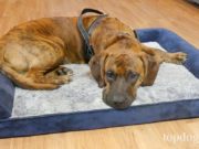 Review: Rabbitgoo Orthopedic Foam Dog Bed Rabbitgoo orthopedic foam dog bed