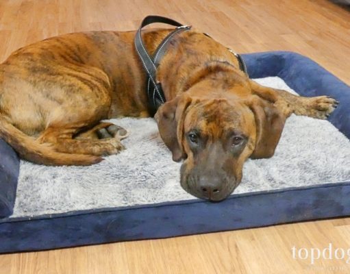 Review: Rabbitgoo Orthopedic Foam Dog Bed Rabbitgoo orthopedic foam dog bed