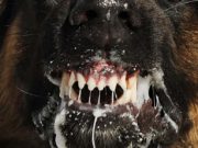 10 Signs of Rabies in Dogs and Three Prominent Stages Signs of Rabies in Dogs and Their Three Prominent Stages