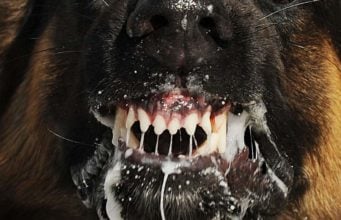 10 Signs of Rabies in Dogs and Three Prominent Stages Signs of Rabies in Dogs and Their Three Prominent Stages