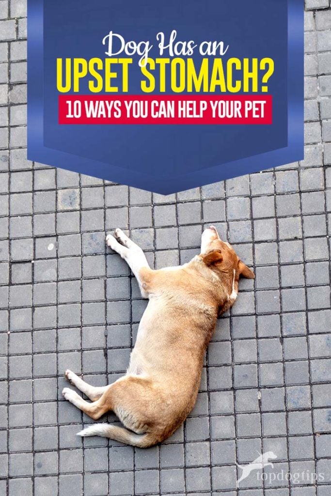 10 Ways to Help a Dog with Upset Stomach (And How to Prevent It)