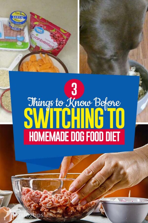 3 Things to Know Before Switching to Homemade Dog Food Diet