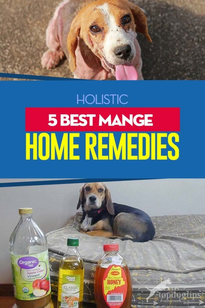 5 Best Dog Mange Home Remedies Top Dog Tips