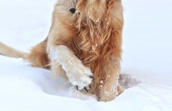 Top 5 Best Paw Balms for Dog’s Paw Protection, Hyperkeratosis, Dry Skin The 5 Best Paw Balms for Dog’s Paw Protection, Hyperkeratosis, Dry Skin featured image