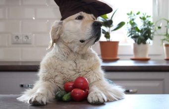 Tomatoes in Home Cooked Dog Food Recipes Tomatoes in Home Cooked Dog Food Recipes